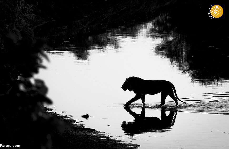 تصاویر دیدنی از شیرهای روبه انقراض آفریقا 