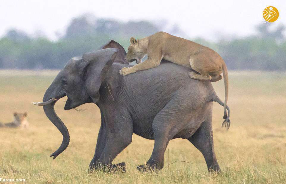 فیل سواری شیرها