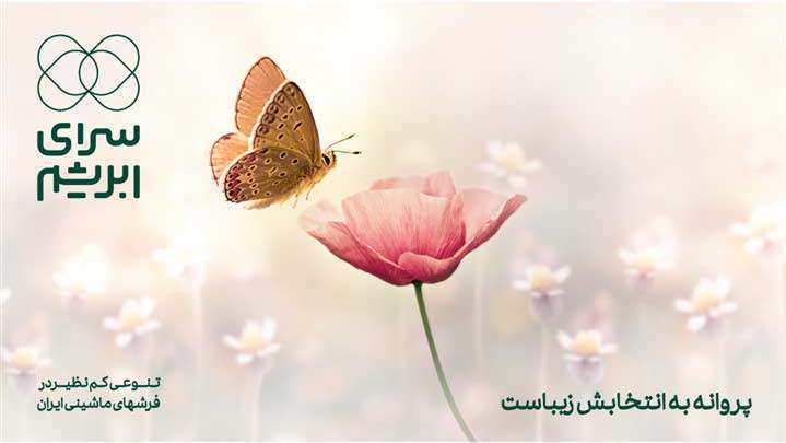 شهر همچنان در تسخیر پروانههاست شهر همچنان در تسخیر پروانههاست