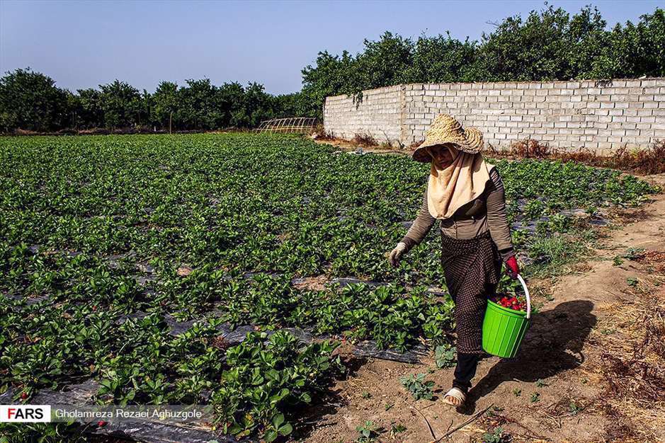 برداشت توت فرنگی در مزارع ساری 