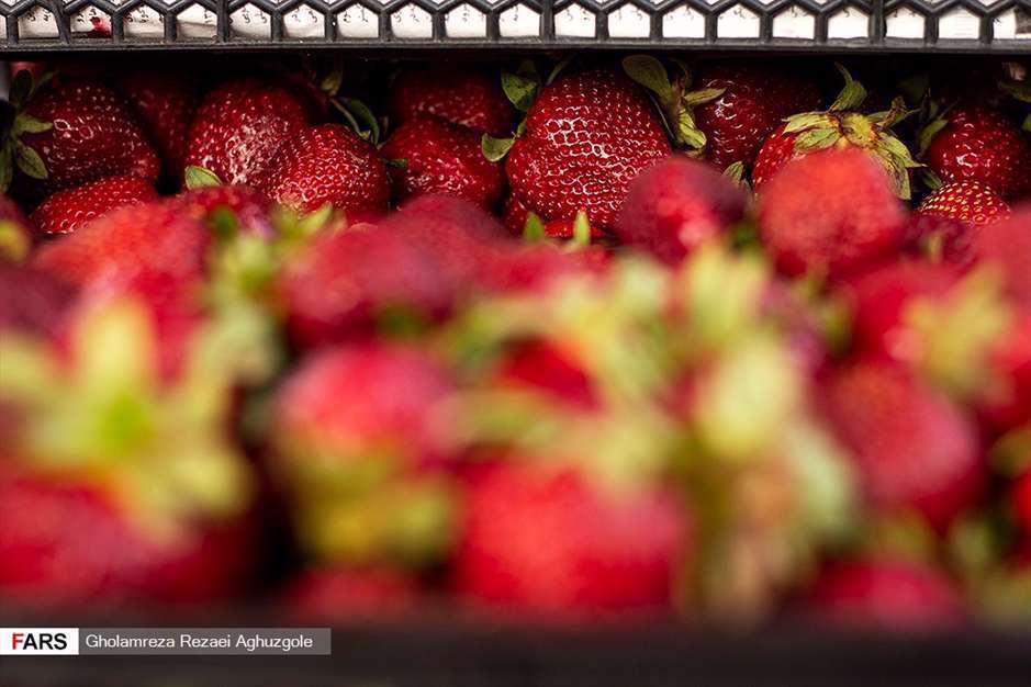 برداشت توت فرنگی در مزارع ساری 