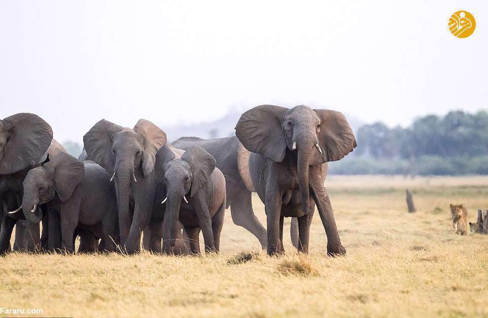 فیل سواری شیرها