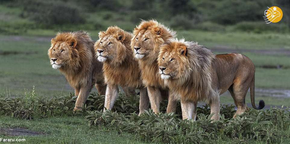 تصاویر دیدنی از شیرهای روبه انقراض آفریقا 