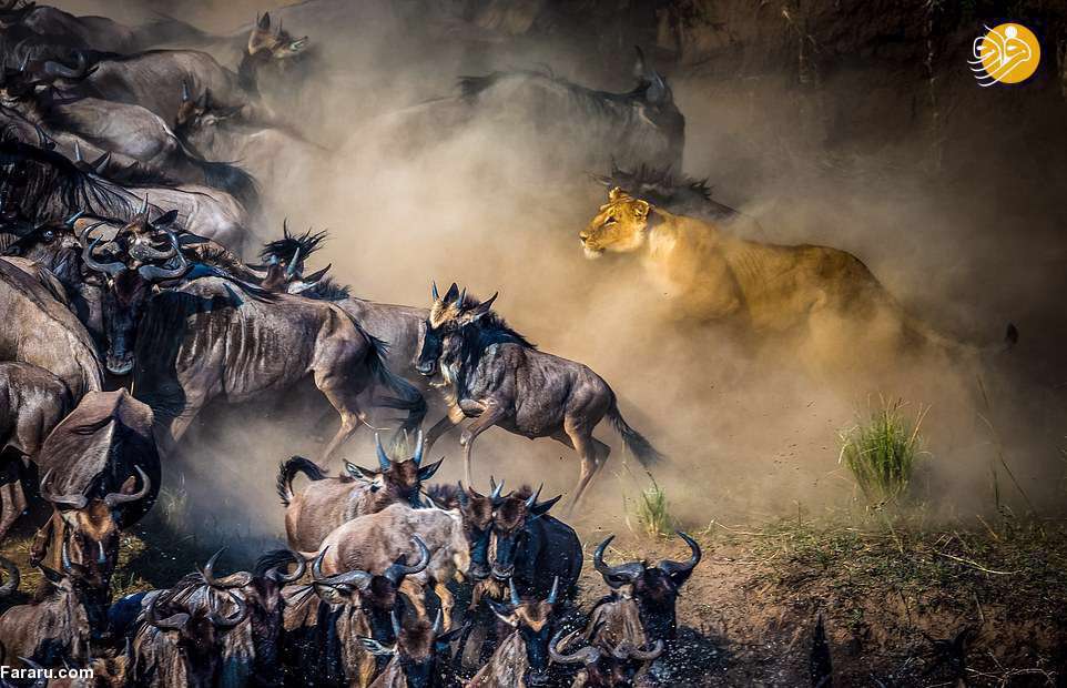 تصاویر دیدنی از شیرهای روبه انقراض آفریقا 