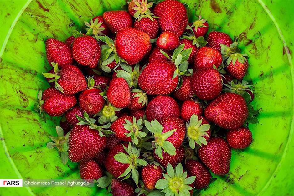 برداشت توت فرنگی در مزارع ساری 