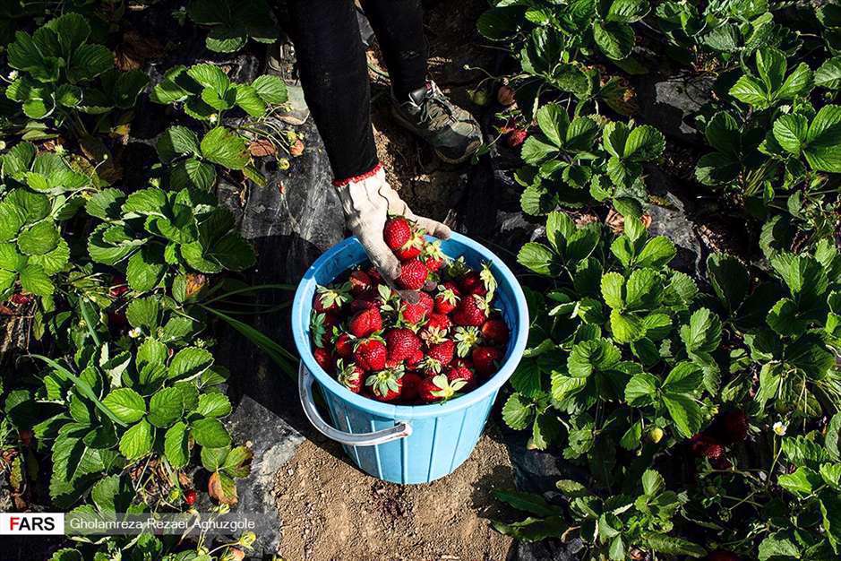 برداشت توت فرنگی در مزارع ساری 