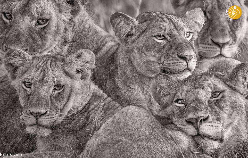 تصاویر دیدنی از شیرهای روبه انقراض آفریقا 