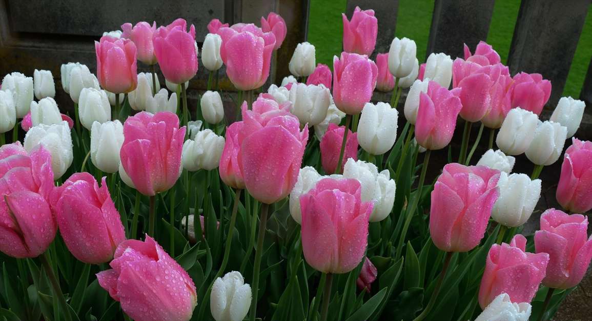 مجموعه تصاویر طبیعت