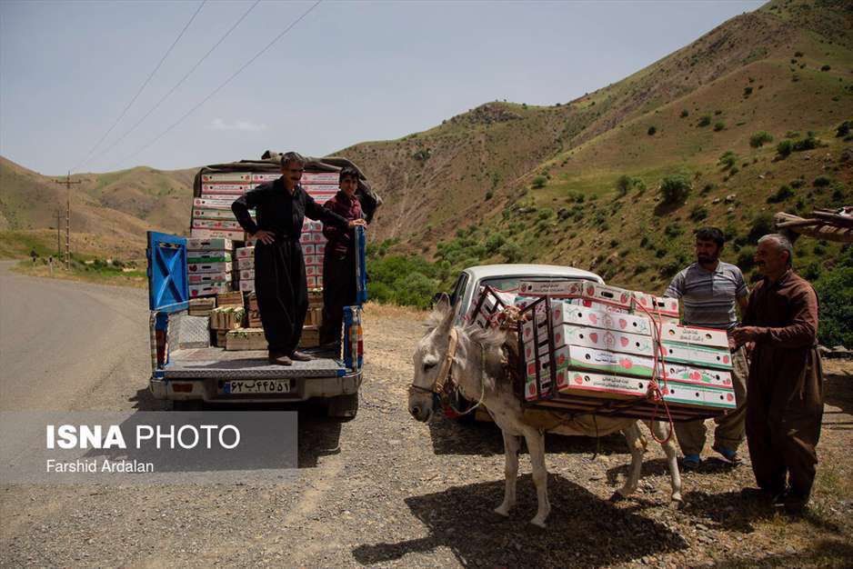 برداشت ملکه میوه‌ها از مزارع کردستان