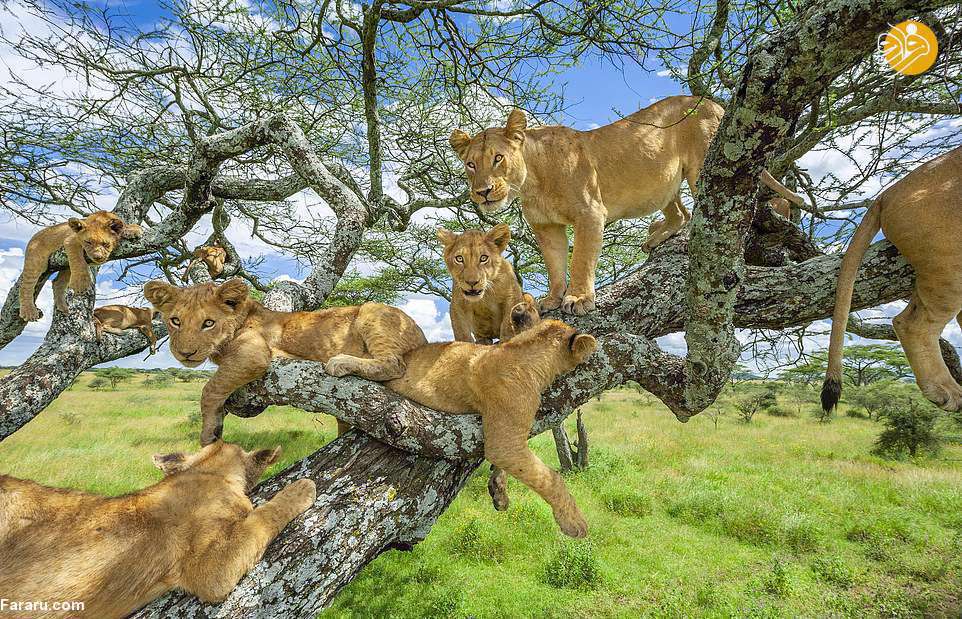 تصاویر دیدنی از شیرهای روبه انقراض آفریقا 