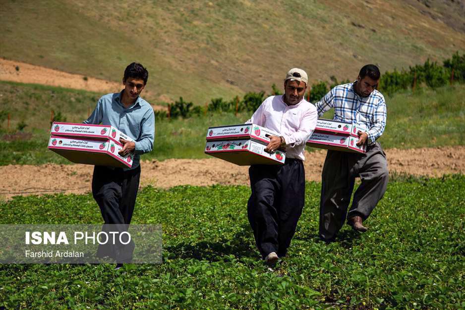 برداشت ملکه میوه‌ها از مزارع کردستان