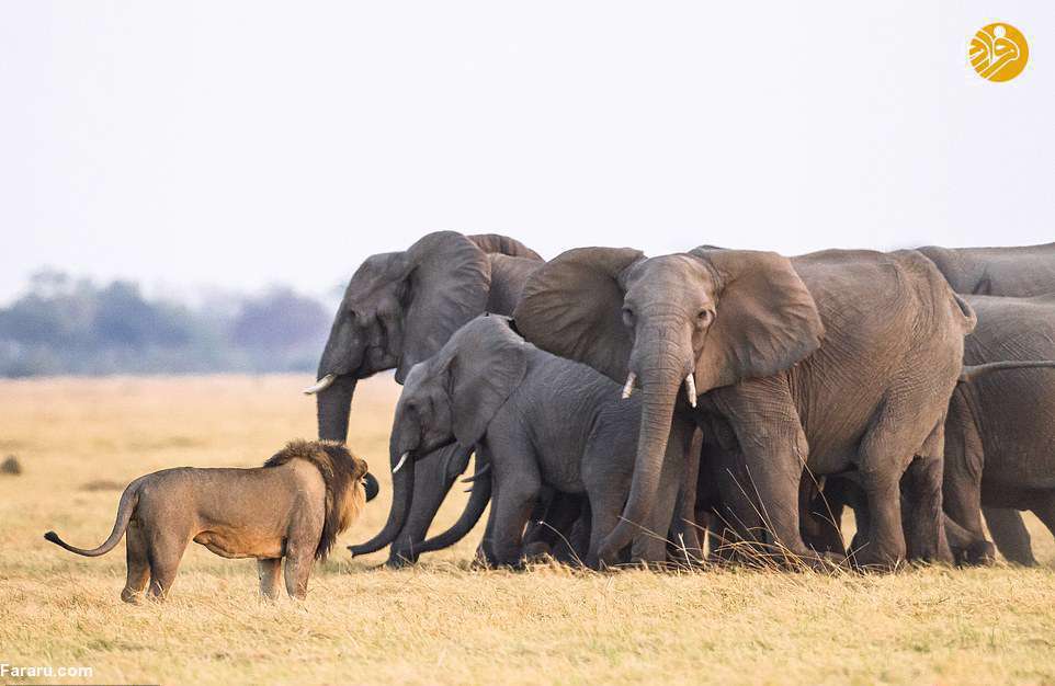 فیل سواری شیرها