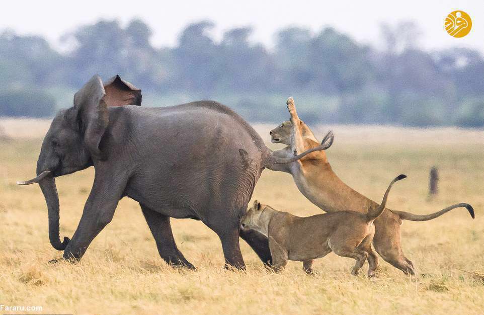 فیل سواری شیرها