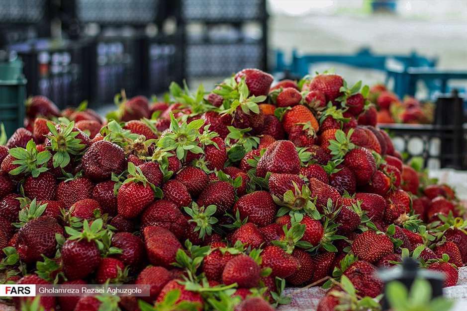برداشت توت فرنگی در مزارع ساری 