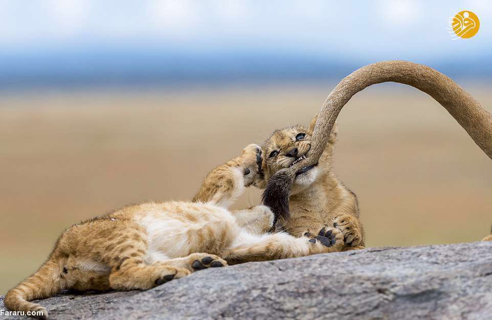 تصاویر دیدنی از شیرهای روبه انقراض آفریقا 