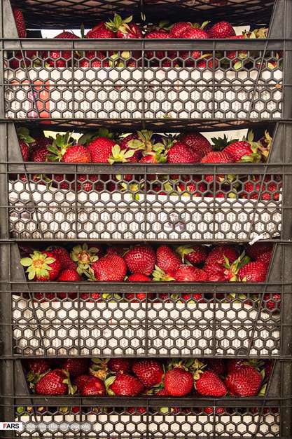 برداشت توت فرنگی در مزارع ساری 