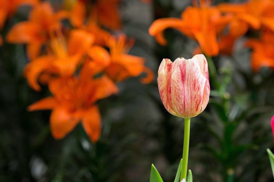 گل های لاله