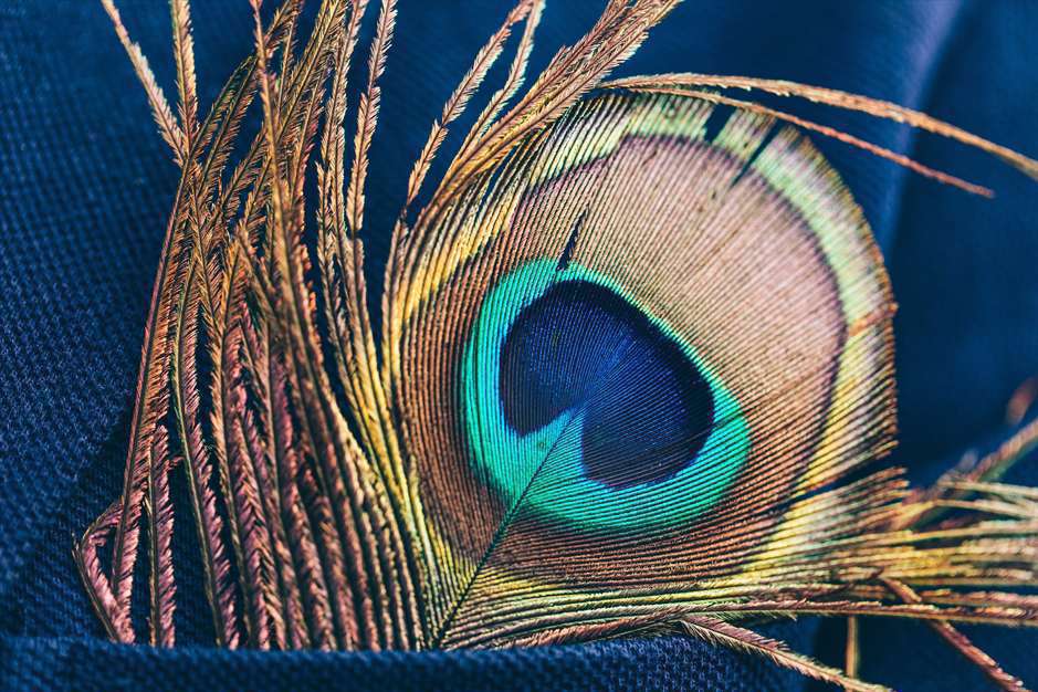 همه ی طاووس ها