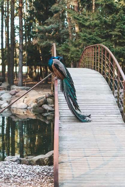 همه ی طاووس ها