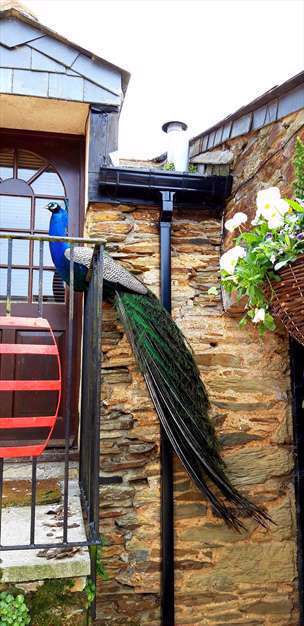 همه ی طاووس ها