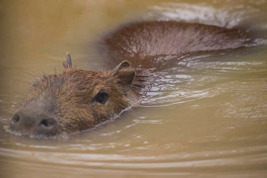 خشم حیوانات