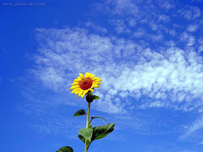 گل های آفتابگردان 2
