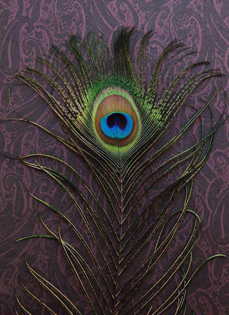 همه ی طاووس ها