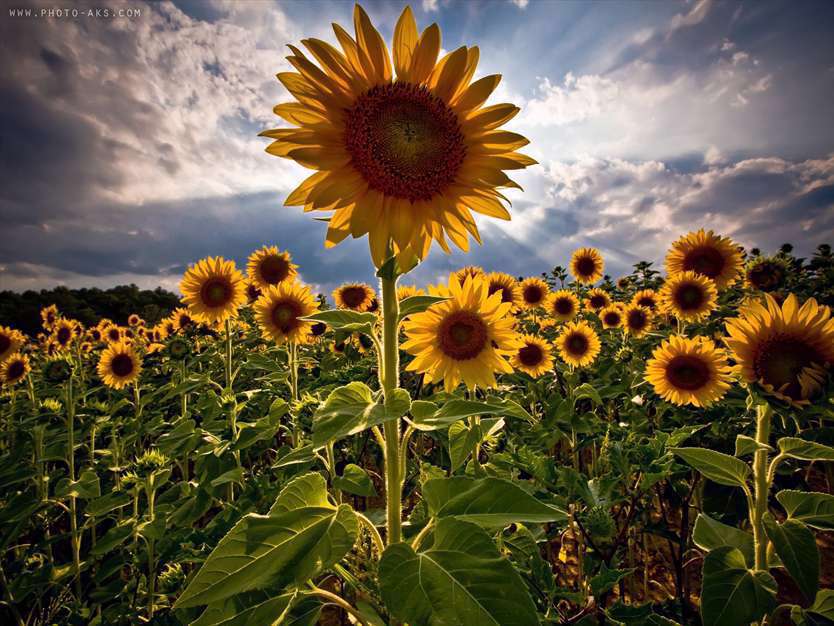 گل های آفتابگردان 2