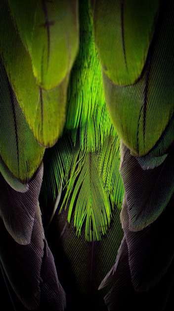 همه ی طاووس ها