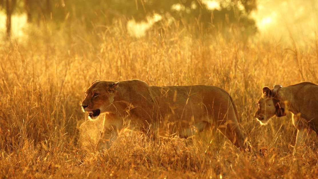تولد دوباره ی حیات وحش آفریقا