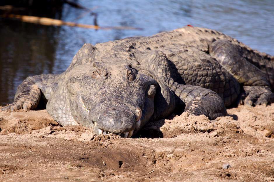 خشم حیوانات