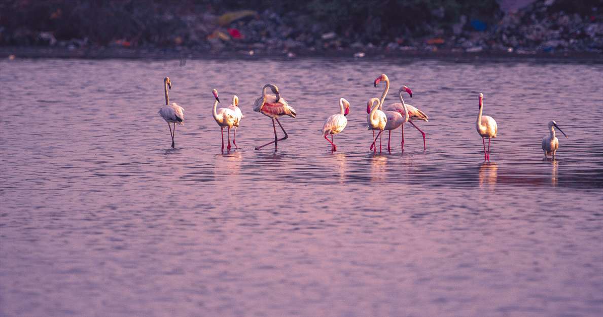 حواصیل و پرنده های مهاجر