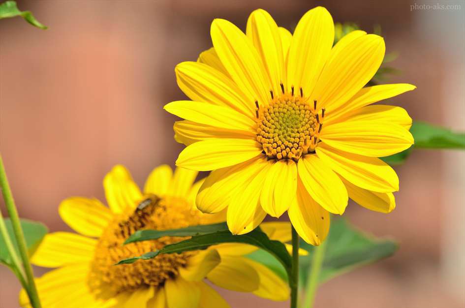 گل های آفتابگردان 1