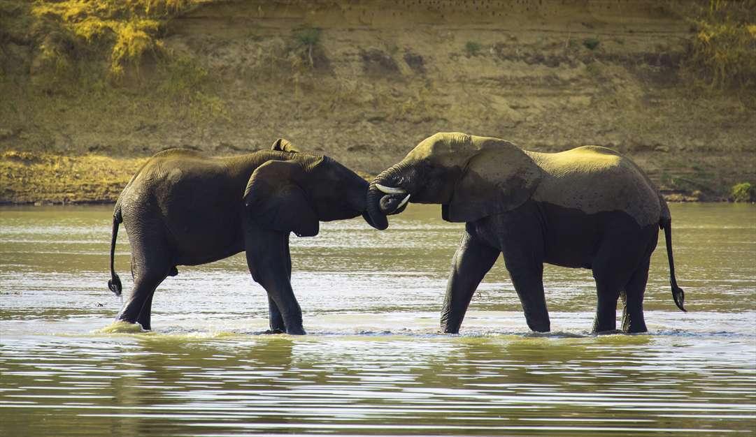 نبرد حیوانات