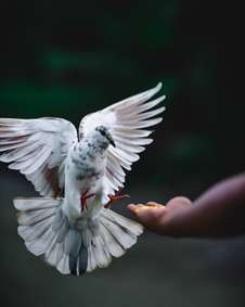کبوتر سفید 