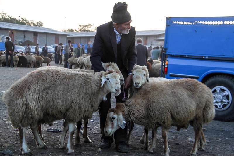 حکم قربانی کردن گوسفند در معابر عمومی