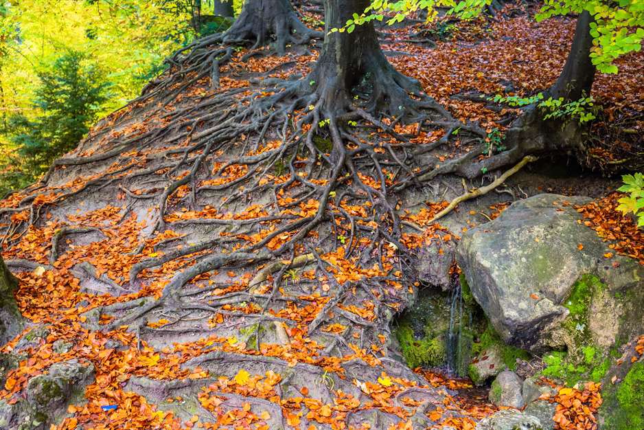 ریشه های عجیب