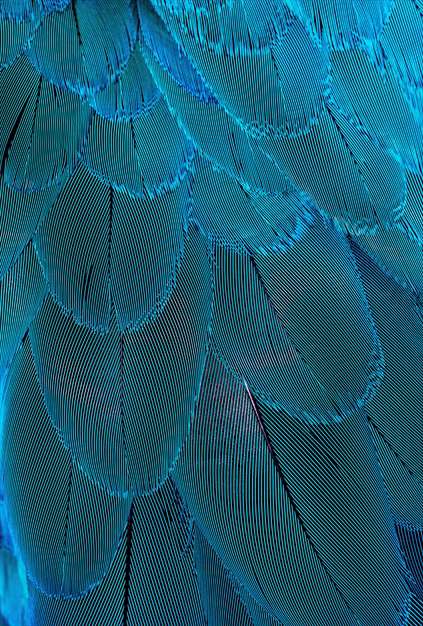 پرهای پرنده ها 