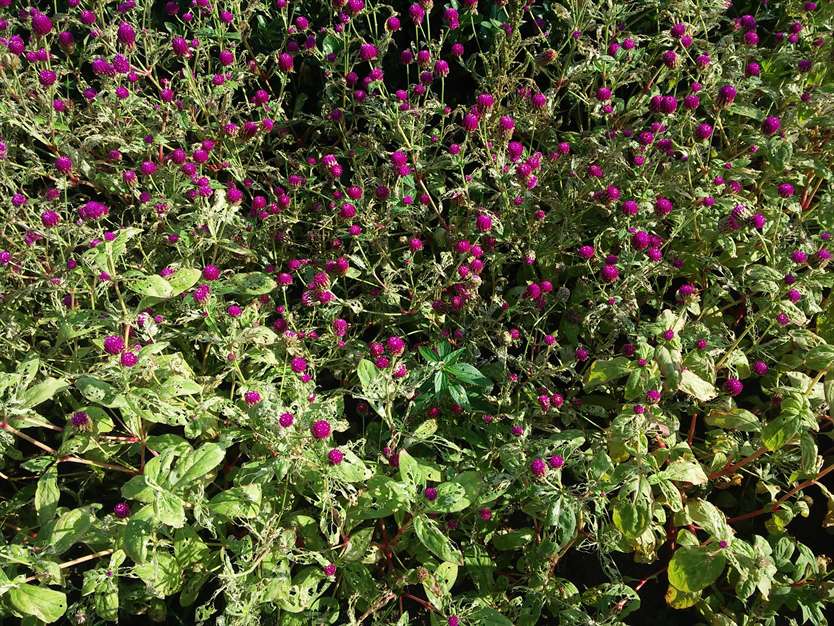 گل زیبا در گلستان