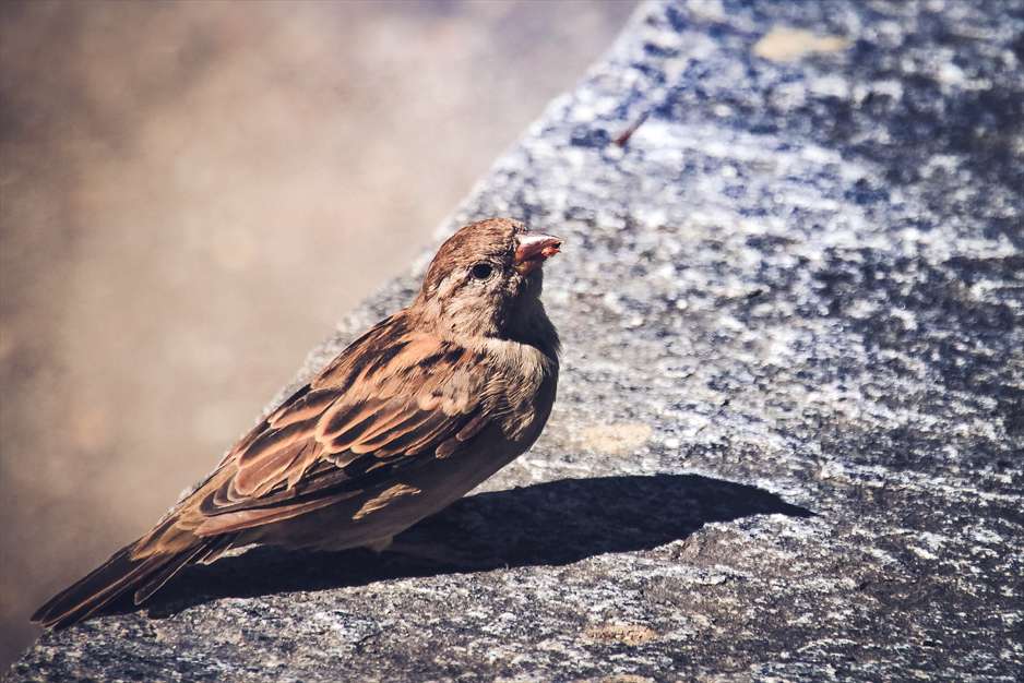 آواز گنجشک ها