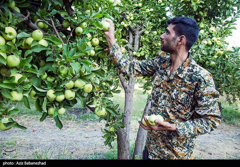 برداشت سیب از باغات شهرستان سلسله
