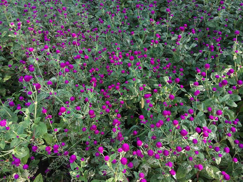 گل زیبا در گلستان