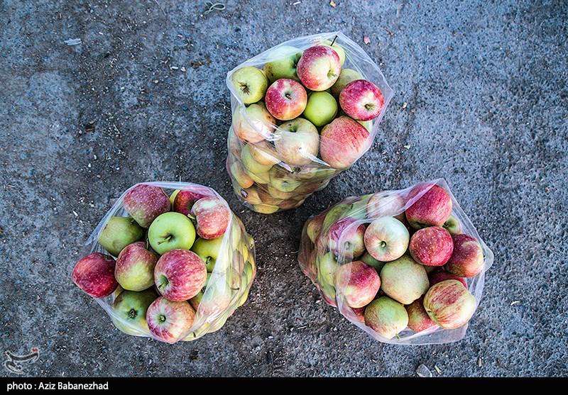 برداشت سیب از باغات شهرستان سلسله