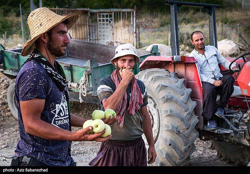 برداشت سیب از باغات شهرستان سلسله