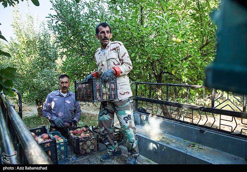 برداشت سیب از باغات شهرستان سلسله