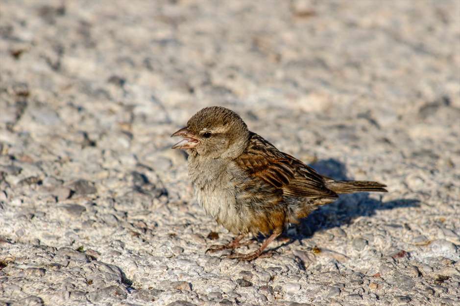 آواز گنجشک ها