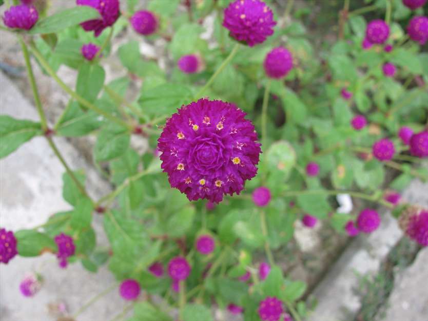 گل زیبا در گلستان