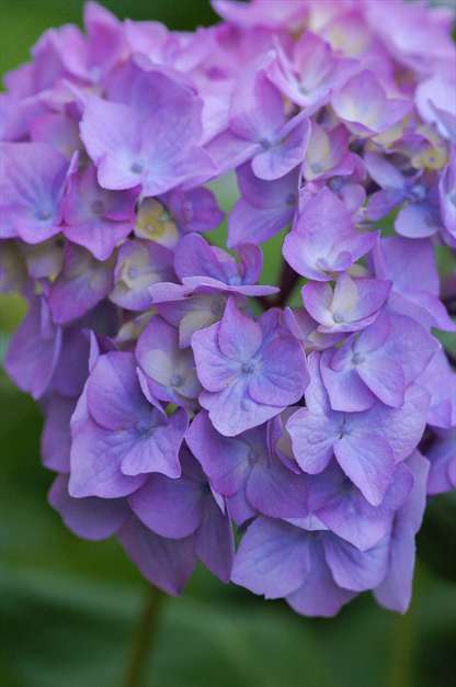 گل های پاییزی 