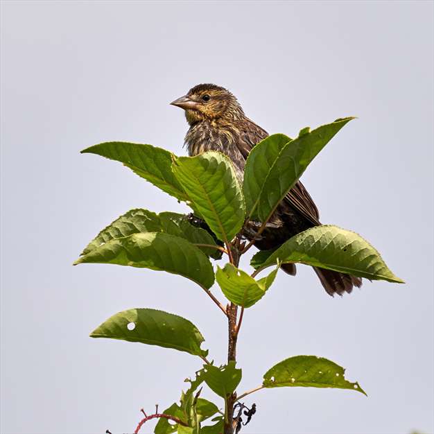 آواز گنجشک ها