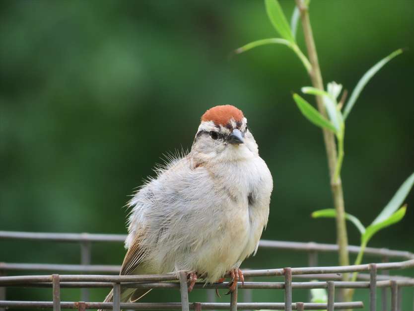آواز گنجشک ها